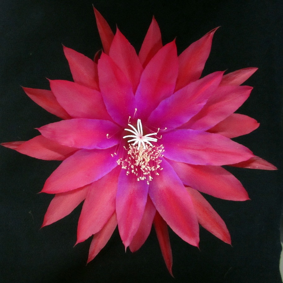 	ORANGUTAN X BEJING 45-3			 