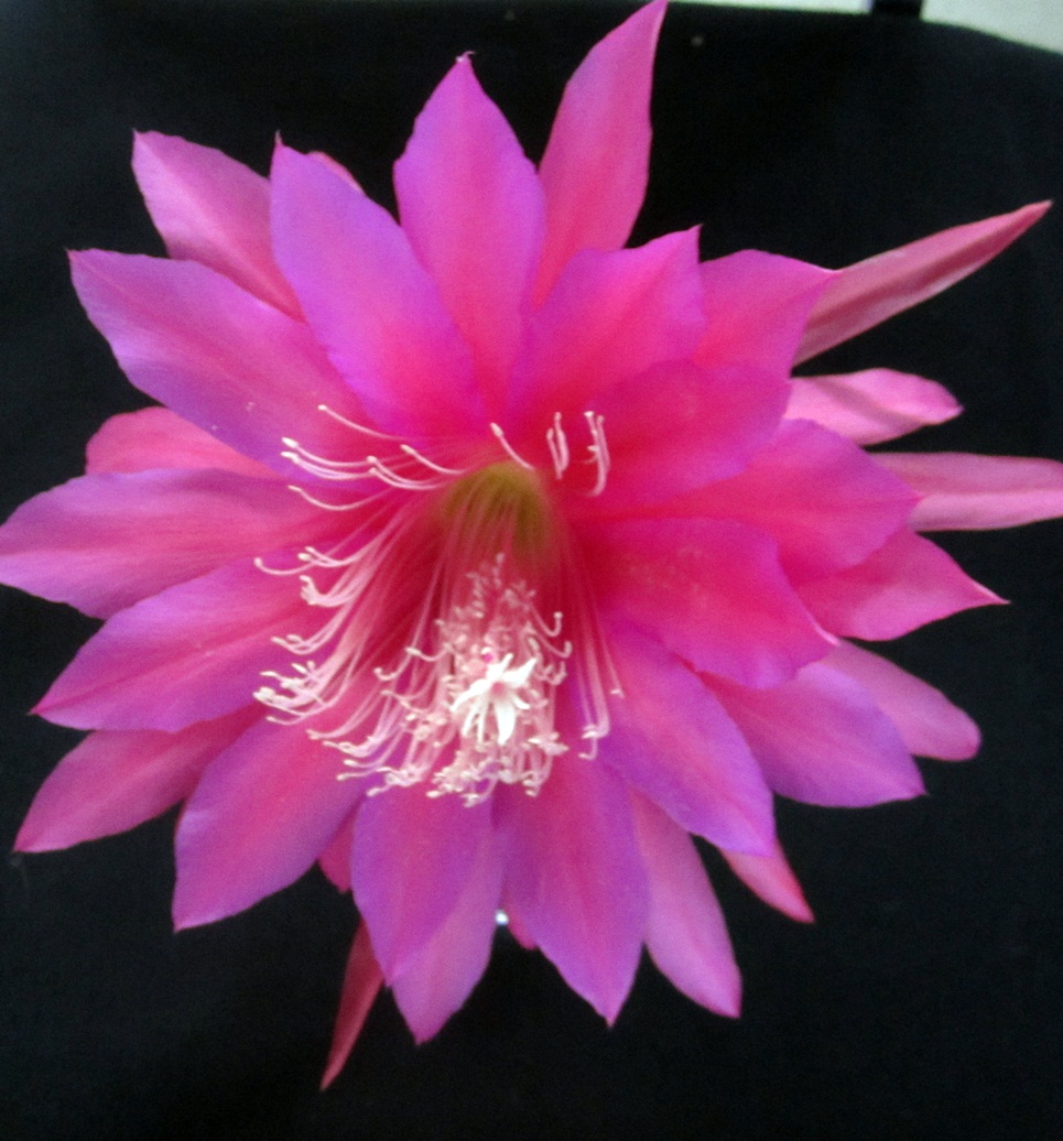 	ORANGUTAN X E11-11   34-1			 