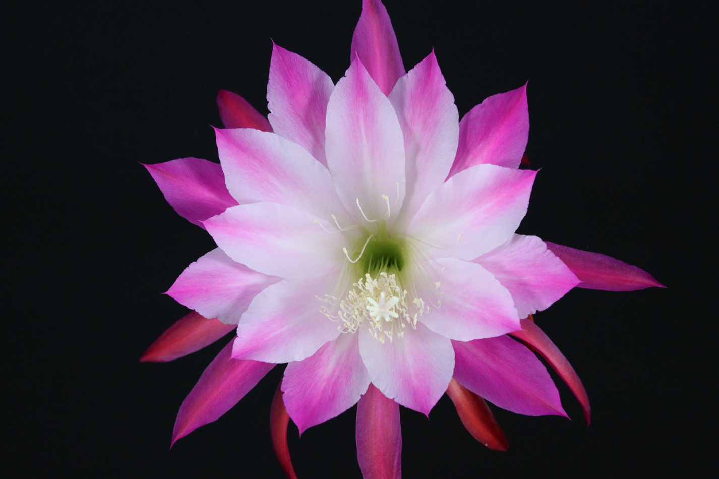 PERSIAN LILAC