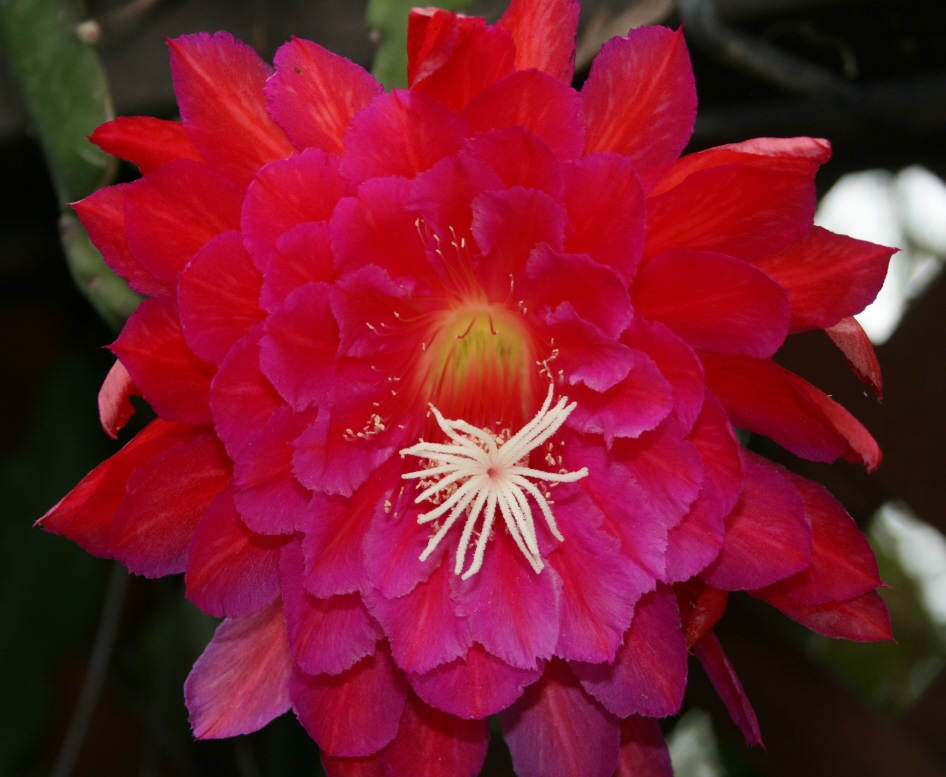 PETAL PUSHER