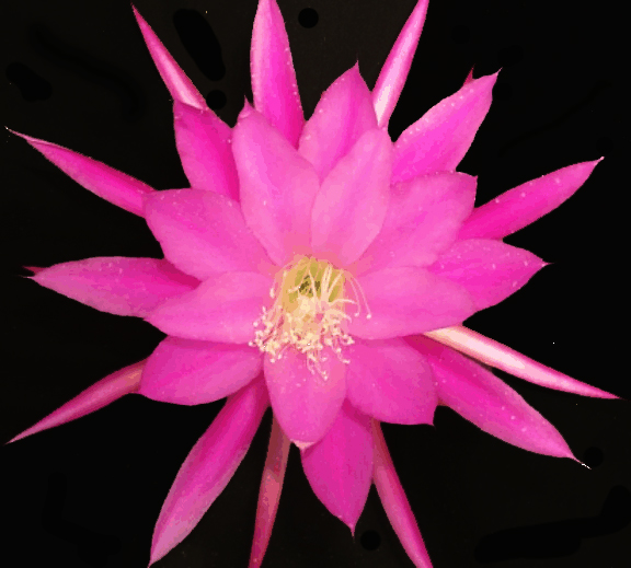 	PINK LIGHTING			 