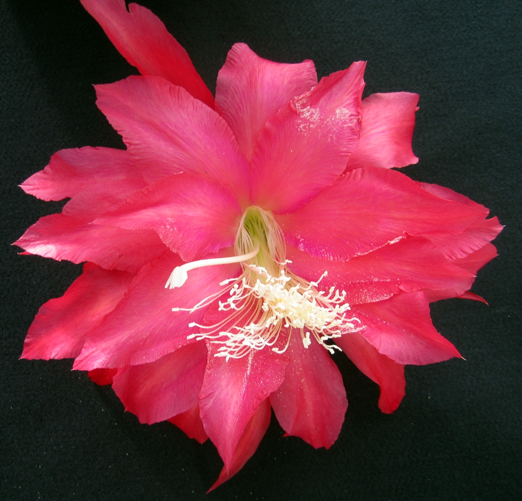 	PINK PASSION			 