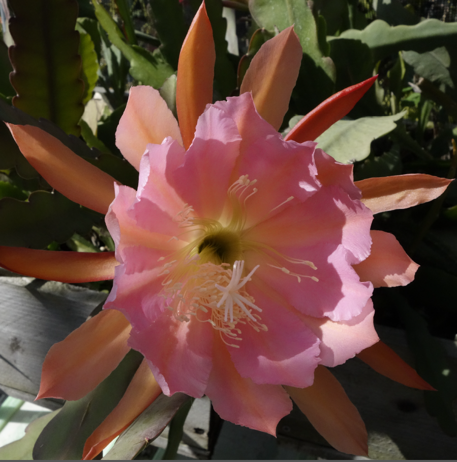 	LOVE IN BLOOM X PINK PLUMES X ORCHID MASTERPIECE	 