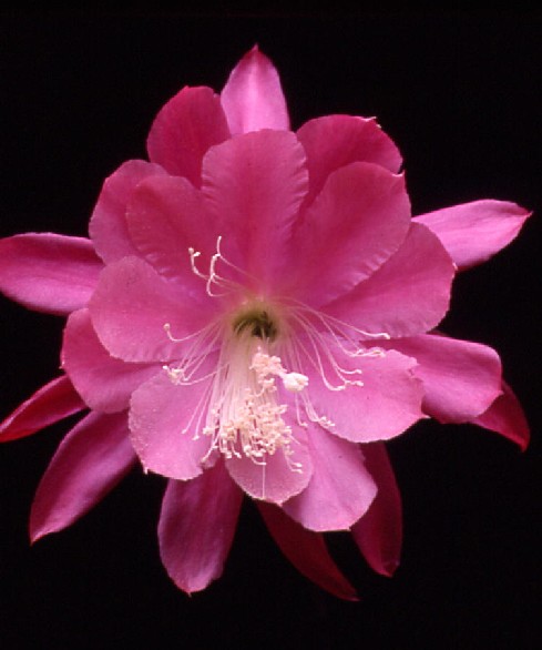 	PRETTY IN PINK			 