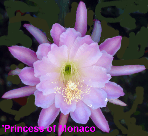 PRINCESS OF MONACO