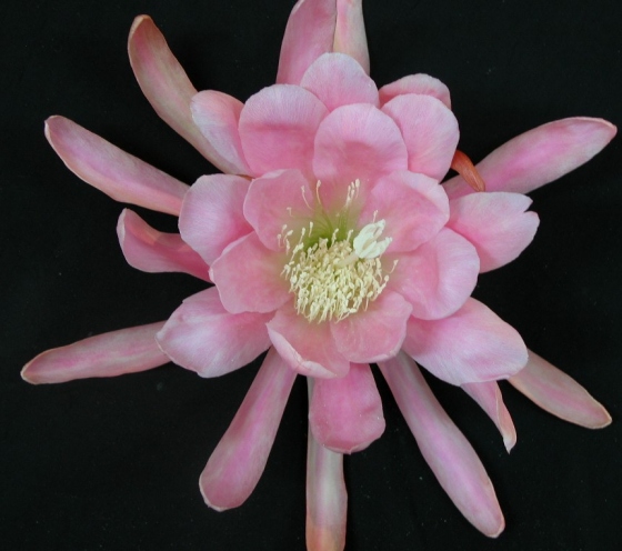 	PULFORDS GIANT EMPRESS	 