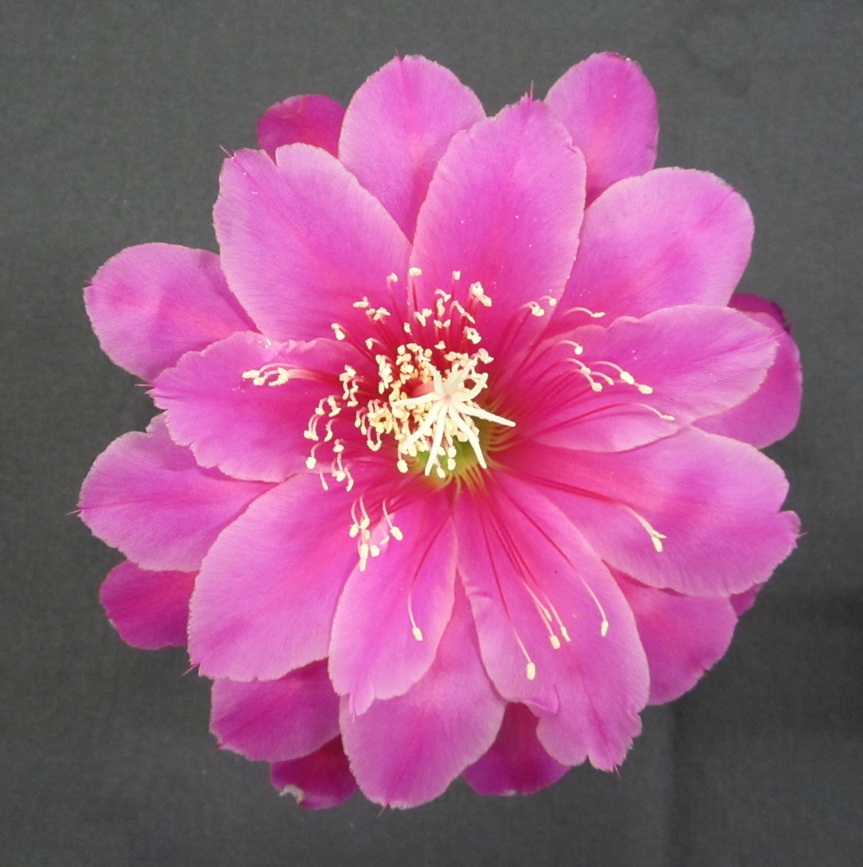 	RASPBERRY SHERBERT		 