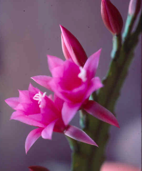 RHODAMINE