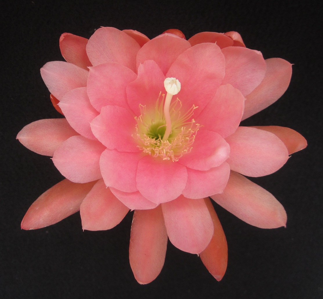 	ROSE LUSTER			 