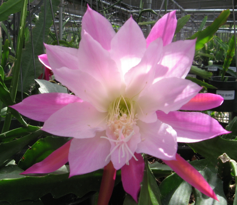 	ROSEY DREAM			 