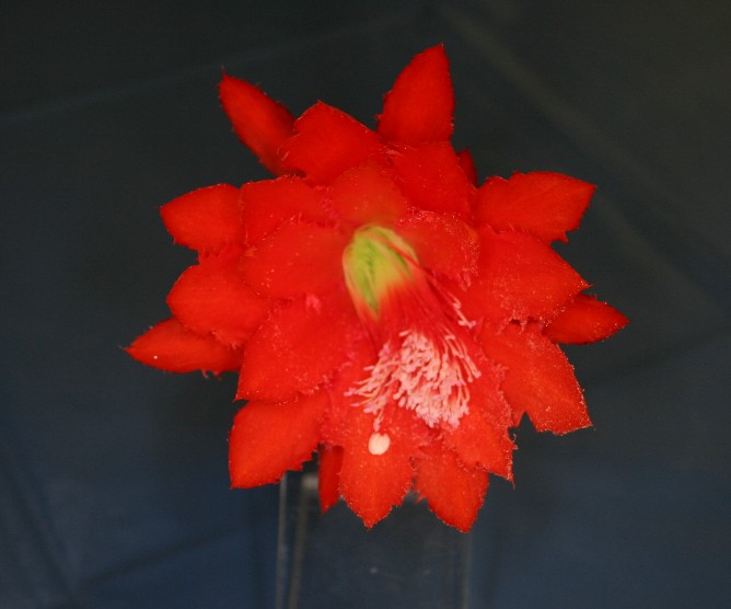 	ROTE FEDER			 