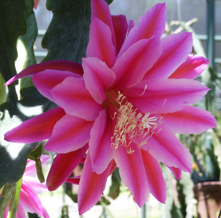 	ROYAL BEAUTY			 