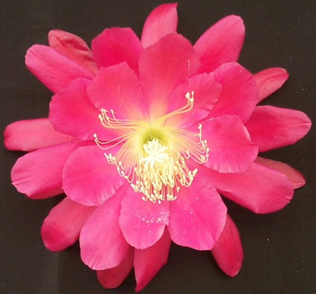 	ROYAL ROSE			 
