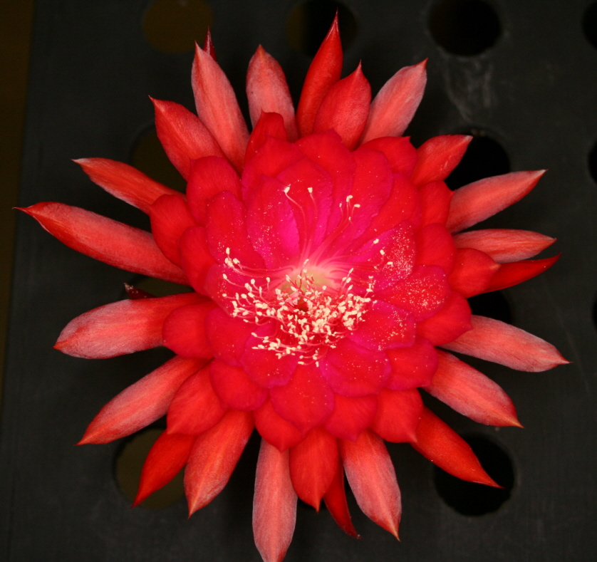 	RUBY SNOWFLAKE			 
