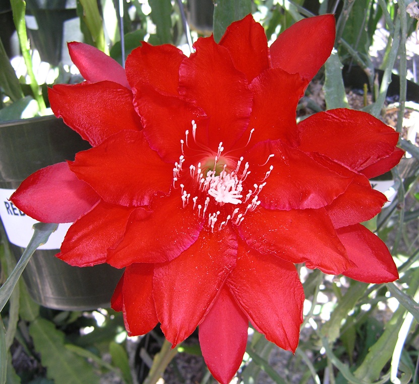 	RUBY STAR			 