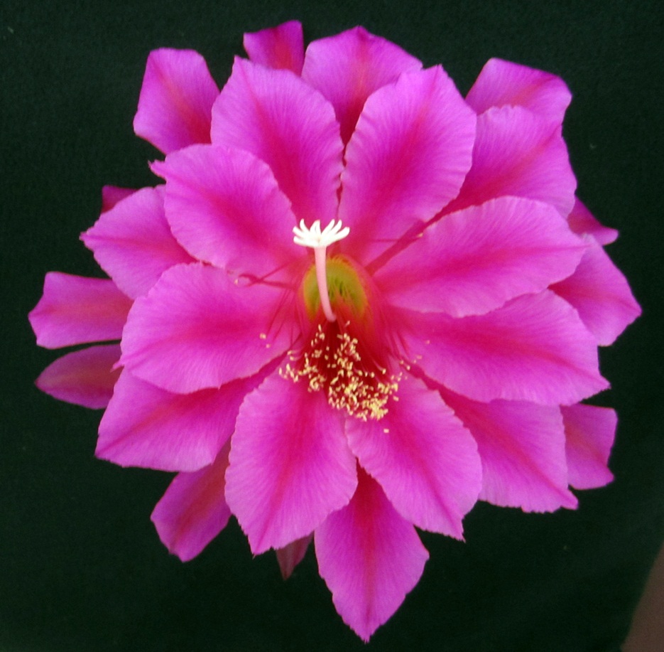 SOUTH O THE BORDER X THE BIG APPLE D23-12			 