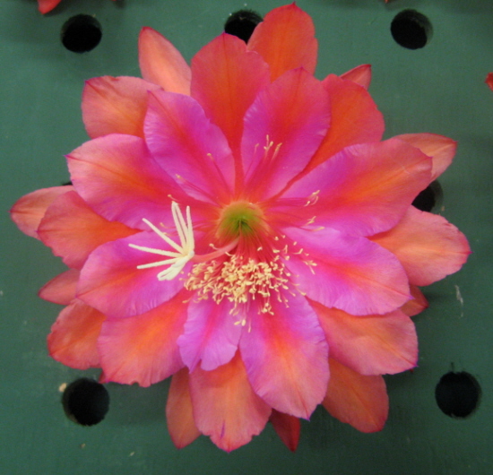 SPICED TOPAZ