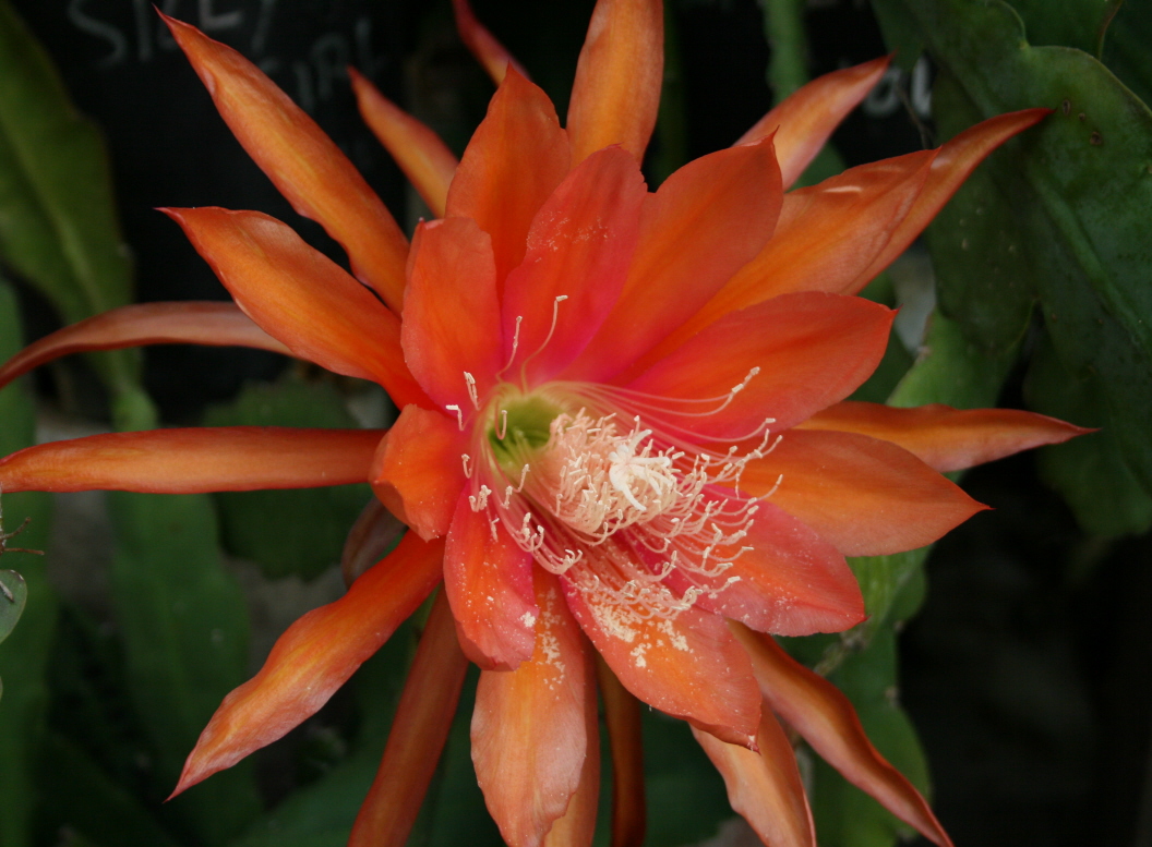 STADTRAT MAX RICHTER		 