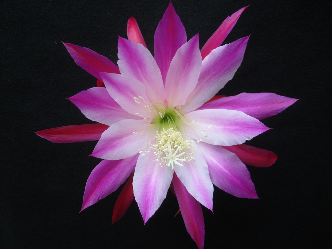 STAR OF PERSIA