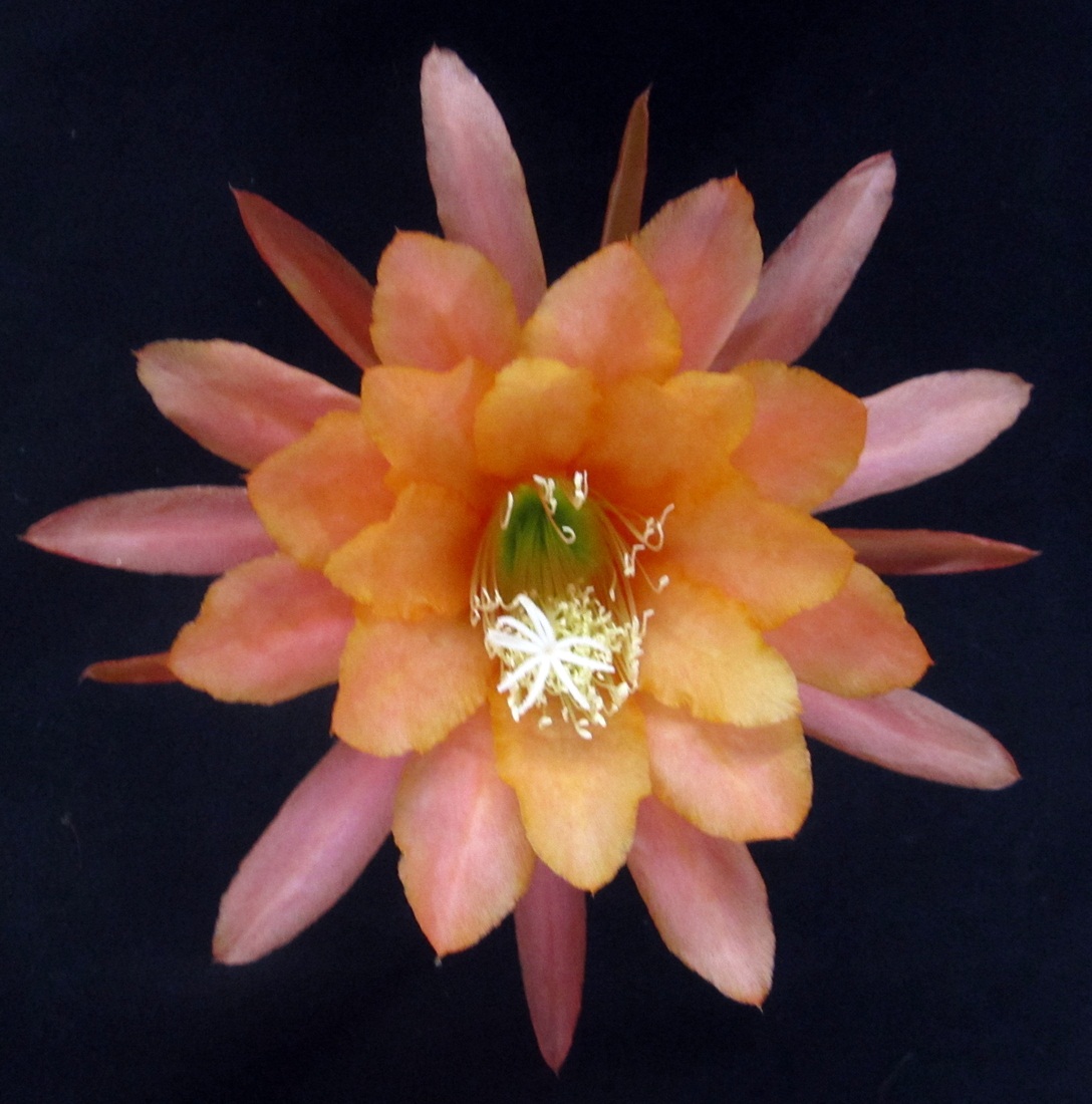 	TAIL FEATHERS X CHIBA LOVELY DAWN 58-1			 