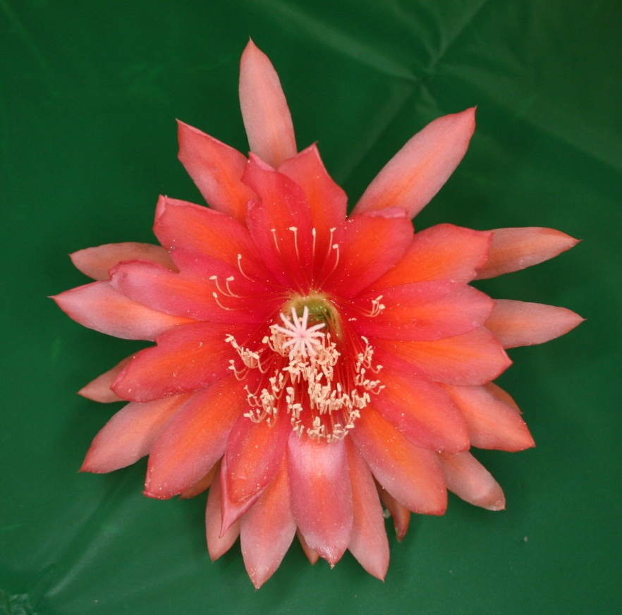 	TANGERINE			 