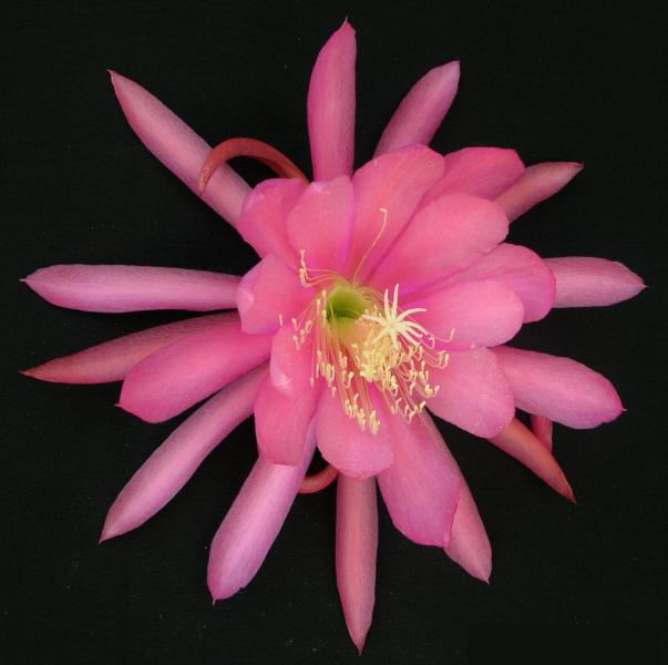	TECUYA				 