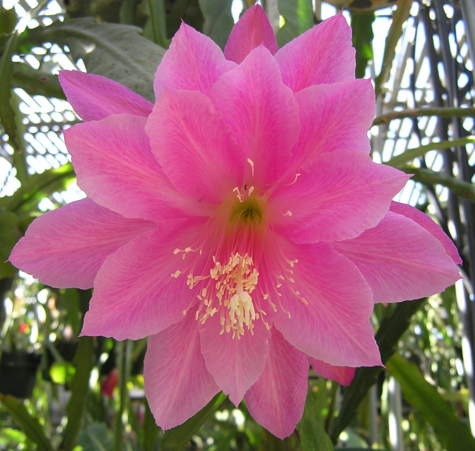 THAI SILK