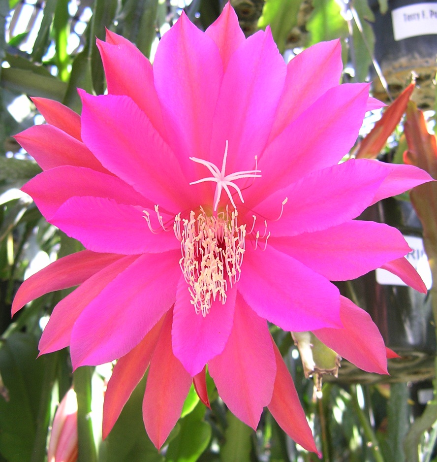 	THOUSAND PINKS			 