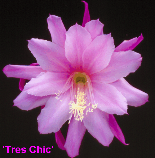 TRES CHIC