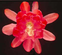 VICTORIAN ROSE