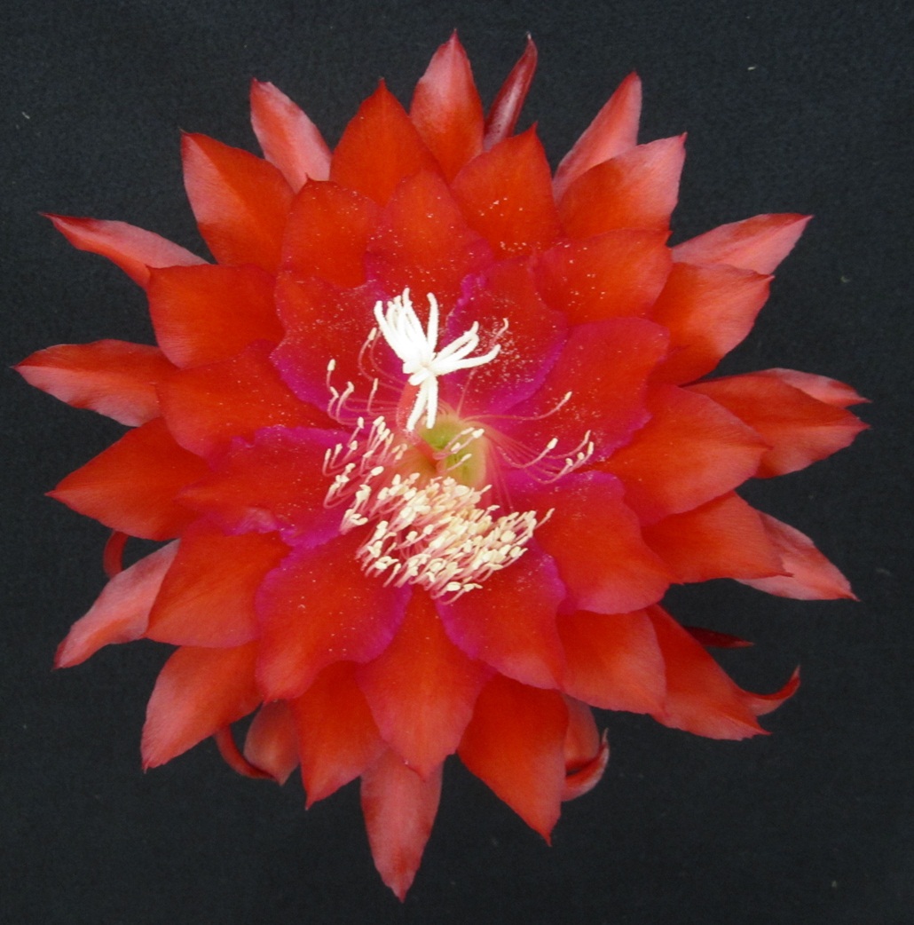 	YAVAPAI COUNTY X MEADOWLARK E50-10		 